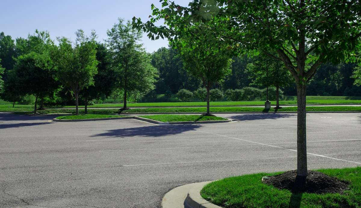 The Best Trees for Parking Lots & Paved Areas