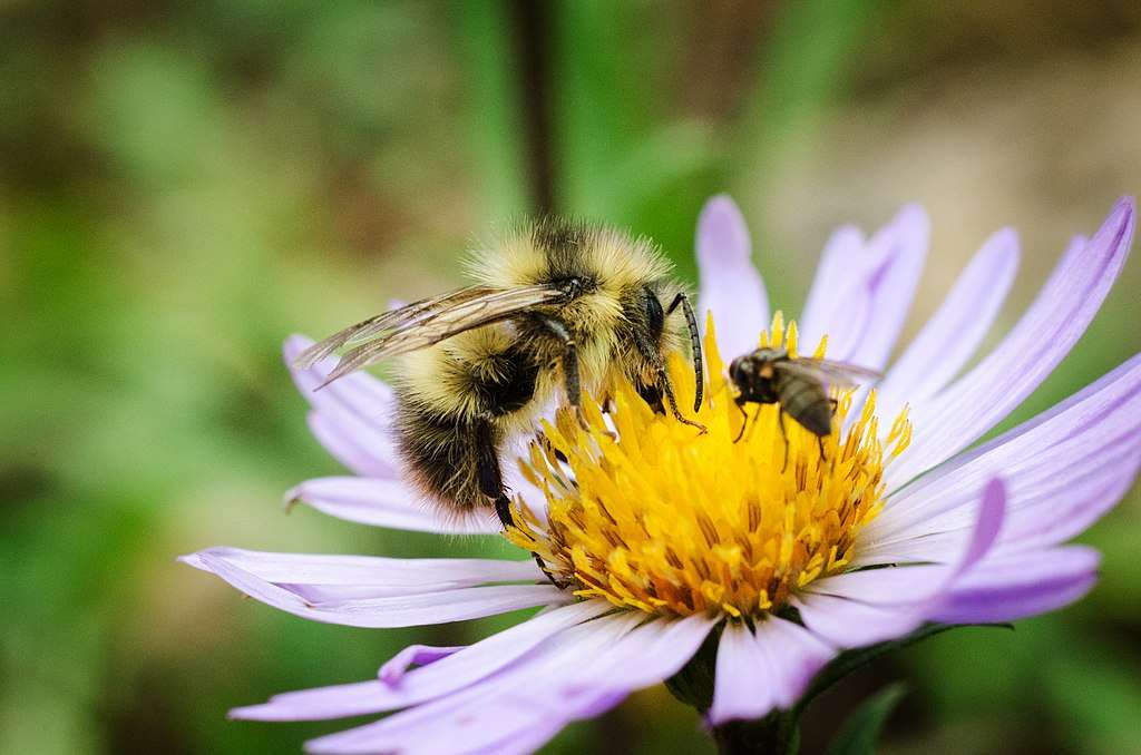 How Are Native Bees Beneficial To Commercial Properties and Their Landscapes?