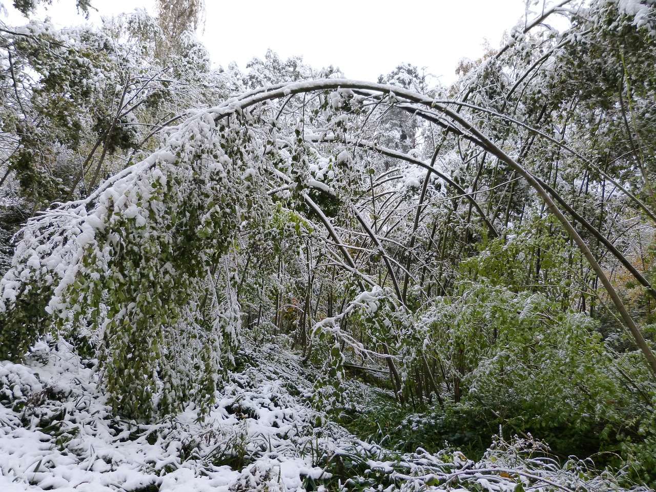 Assessing Winter Damage To Trees, Shrubs And Grasses