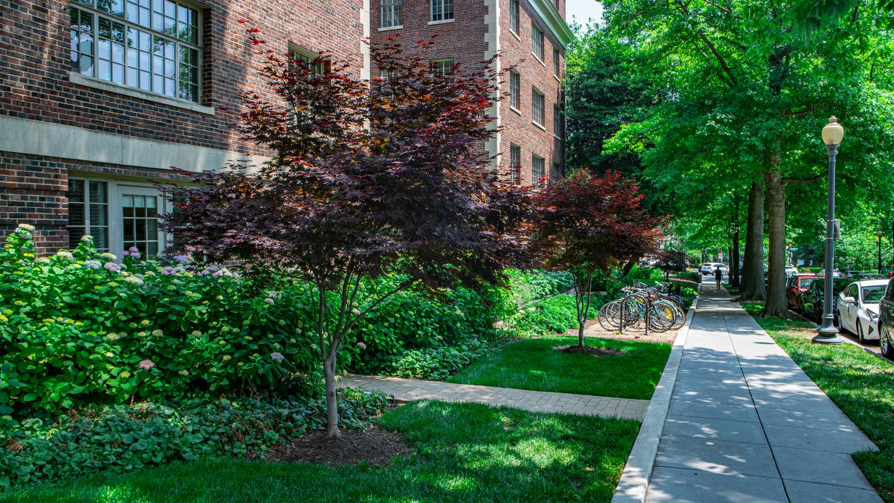 Commercial landscaping university walkway, sidewalk, trees, shrubs, perennials, bicycles