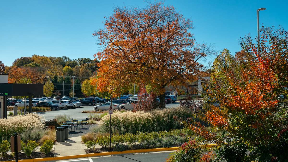Fall Color Plants for Your Commercial Property: Advice From The Experts